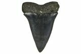 Fossil Broad-Toothed Mako Tooth - South Carolina #170419-1